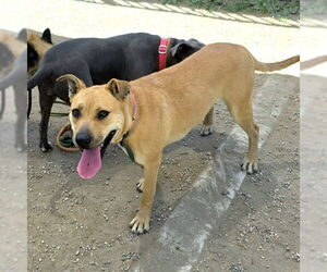 American Pit Bull Terrier-German Shepherd Dog Mix Dogs for adoption in Long Beach, CA, USA