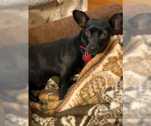 Chiweenie Dogs for adoption in Pequot Lakes, MN, USA