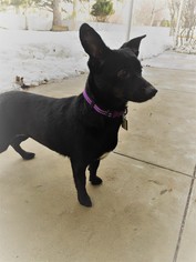 Chiweenie Dogs for adoption in Millville, UT, USA