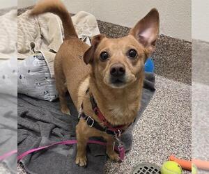 Chihuahua-Unknown Mix Dogs for adoption in Boston, MA, USA