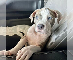 American Staffordshire Terrier-Unknown Mix Dogs for adoption in San Juan Capistrano, CA, USA