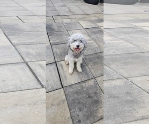 Miniature Labradoodle Dogs for adoption in Oakhurst, NJ, USA