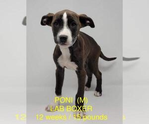 Boxador Dogs for adoption in pomfret, CT, USA