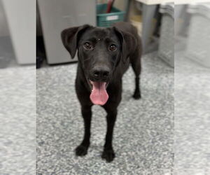 Mutt Dogs for adoption in Bemidji, MN, USA