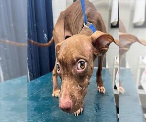 American Bulldog-Unknown Mix Dogs for adoption in Mobile, AL, USA