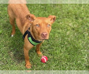 German Shepherd Dog-Unknown Mix Dogs for adoption in Tulsa, OK, USA