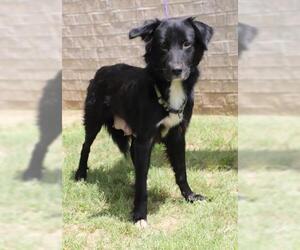 Collie Dogs for adoption in Little Rock, AR, USA