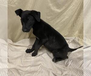 Labrador Retriever-Unknown Mix Dogs for adoption in Modesto, CA, USA