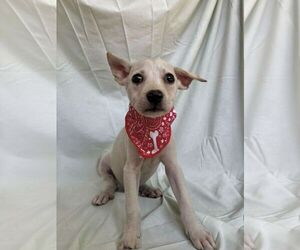 Chihuahua-Unknown Mix Dogs for adoption in NYC, NY, USA