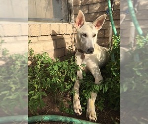 Bull Terrier-Unknown Mix Dogs for adoption in Canutillo, TX, USA
