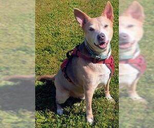 Mutt Dogs for adoption in Akron, OH, USA