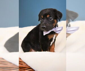 Doberman Pinscher-Unknown Mix Dogs for adoption in Buffalo, MN, USA