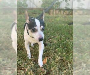 Rat Terrier Dogs for adoption in Sugar Land, TX, USA