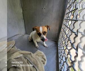 Chihuahua-Unknown Mix Dogs for adoption in San Antonio, TX, USA