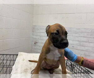 Boxer Dogs for adoption in San Bernardino, CA, USA