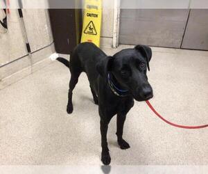 Shepradors Dogs for adoption in Riverside, CA, USA