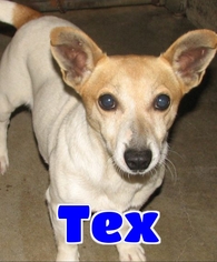 Jack Russell Terrier Dogs for adoption in Lawrenceburg, KY, USA