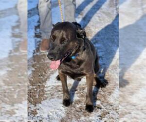 Labrador Retriever-Unknown Mix Dogs for adoption in Park Falls, WI, USA