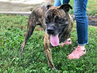 Bullboxer Pit Dogs for adoption in Urbana, IL, USA