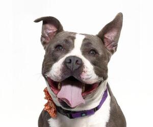 American Pit Bull Terrier Dogs for adoption in Santa Maria, CA, USA