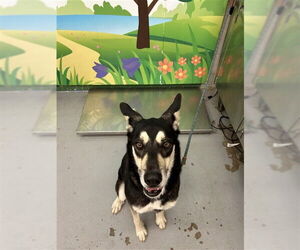 German Shepherd Dog-Huskies Mix Dogs for adoption in Waco, TX, USA