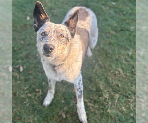 Mutt Dogs for adoption in Texas City, TX, USA