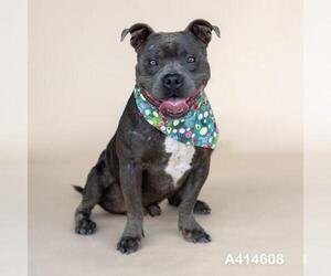 American Pit Bull Terrier-Unknown Mix Dogs for adoption in Conroe, TX, USA