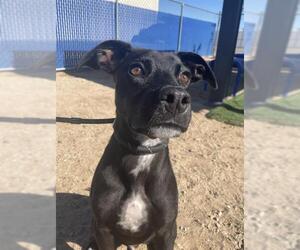 Labrador Retriever-Unknown Mix Dogs for adoption in HESPERIA, CA, USA