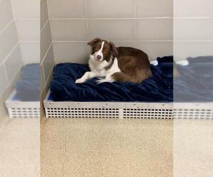 Border Collie Dogs for adoption in Virginia Beach, VA, USA