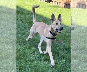 Carolina Dog-Unknown Mix Dogs for adoption in Minneapolis, MN, USA