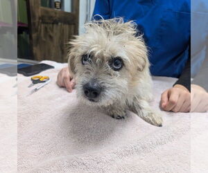 Mutt Dogs for adoption in Chico, CA, USA