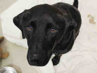 Labrador Retriever Dogs for adoption in Fort Wayne, IN, USA
