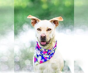 Small Huskies -Labrador Retriever Mix