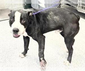 Mutt Dogs for adoption in Houston, TX, USA