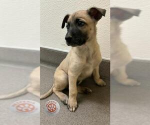 German Shepherd Dog Dogs for adoption in HESPERIA, CA, USA