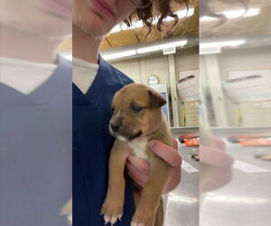 Black Mouth Cur-Unknown Mix Dogs for adoption in Waco, TX, USA