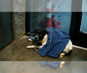 American Pit Bull Terrier-Unknown Mix Dogs for adoption in Tulsa, OK, USA