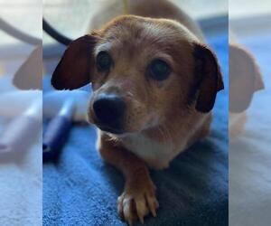 Chi-Corgi Dogs for adoption in Los Banos, CA, USA