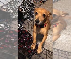 Chiweenie Dogs for adoption in Oakhurst, NJ, USA