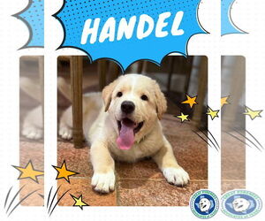 Anatolian Shepherd-Great Pyrenees Mix Dogs for adoption in Houston, TX, USA