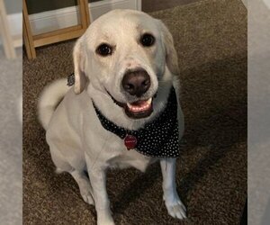 Labrador Retriever-Unknown Mix Dogs for adoption in Austin, TX, USA