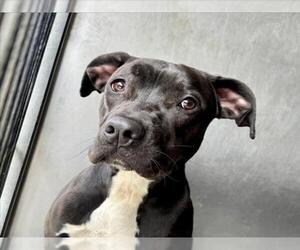 American Pit Bull Terrier-Unknown Mix Dogs for adoption in San Bernardino, CA, USA