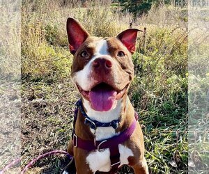 American Pit Bull Terrier Dogs for adoption in St. Louis Park, MN, USA
