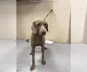 Weimaraner Dogs for adoption in Conroe, TX, USA