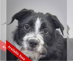 Mutt Dogs for adoption in Huntley, IL, USA