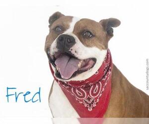 American Staffordshire Terrier Dogs for adoption in Sacramento, CA, USA