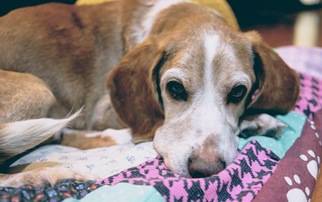 Medium Photo #1 Beagle-Unknown Mix Puppy For Sale in Toronto, , USA
