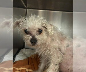 Cairn Terrier Dogs for adoption in Rancho Cucamonga, CA, USA