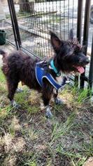 Small Cairn Terrier