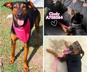 Doberman Pinscher-Unknown Mix Dogs for adoption in San Antonio, TX, USA